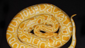 Na bankomate sa vyhrieval pytón