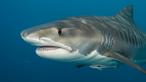 Žralok napadol plavčíka, zahryzol sa mu do nohy. Muž bojuje o život