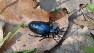 Slováci, pozor! Premnožil sa tento prudko jedovatý hmyz