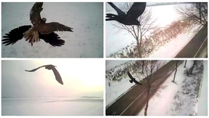 AUTENTICKÉ VIDEO: Čo vidí dravec, keď loví korisť