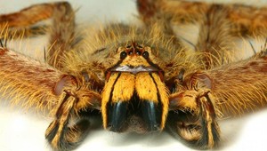 Novoobjavený druh pavúka pomenovali po spevákovi Davidovi Bowiem