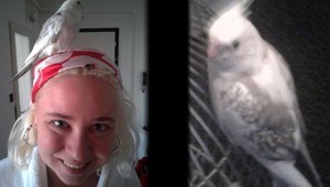 Na Dlhých dieloch sa stratila korela Lea