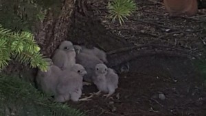 Popradské sokolíky majú nový domov. Postavili im ho ochranári s hasičmi