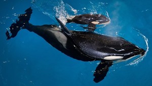 VIDEO: Kosatka sa učí imitovať ľudskú reč