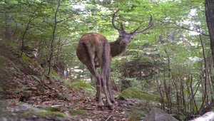 Úžasné video, ktoré by mal vidieť každý Slovák. Ako fotopasce zachytili slovenskú prírodu
