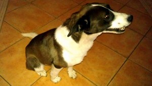 Za Bratislavou sa našiel psík, komu patrí?