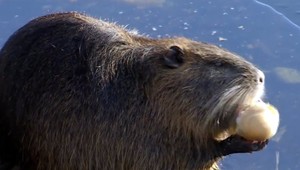 Chovali ich na mäso a kožušinu. Na Slovensku sa im zapáčilo aj vo voľnej prírode