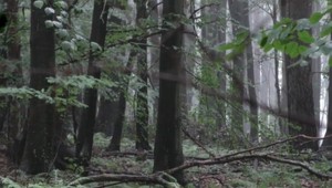 Domáhajú sa odvolania riaditeľa štátnych lesov: Ten má ale podporu ministra pôdohospodárstva