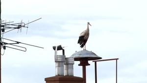 VIDEO: Návrat bocianov po viac ako 60 rokoch. Obyvatelia obce ale majú strach