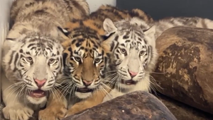 Hra v zoo sa skončila tragicky: Mladé tigre sa pripravovali na transport, jeden z nich sa ho už nedožije