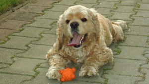 Stratil sa Bukši! Za nájdenie ponúkame 100 eur!