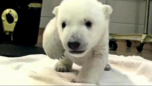 VIDEO. Prvé kroky malého ľadového medveďa