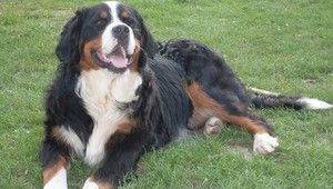 Vo Veľkom Šariši sa stratil bernský salašnícky pes!