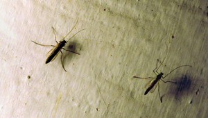 Ázijskeho komára prvýkrát potvrdili v Košiciach. Ide o nebezpečný a invázny druh