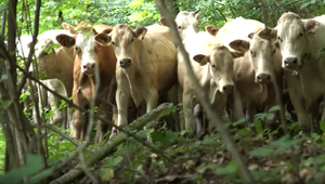 Netradičný prípad pre pátrací tím na východe. Hľadali stádo kráv