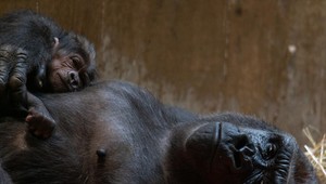 Zem sa dramaticky mení. Miliónu druhov rastlín a živočíchov hrozí vyhynutie už najbližšie roky