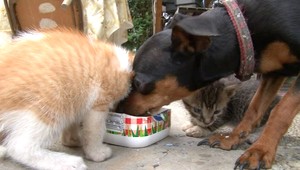 Vzorná psia mamina! Takto sa Sindy stará o mačiatka