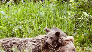 VIDEO: Medvedia rodinka sa zobudila na novom mieste. Ochranári im našli domov ďaleko od ľudí