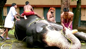 Luxusné kúpele v Indii, relax a masáže doprajú i slonom