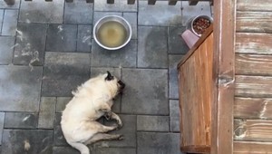 Ochranári zasiahli v poslednej chvíli. V luxusnej štvrti zanedbaného psíka červy žrali zaživa