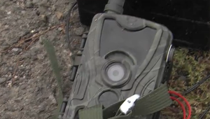 Zver lovil krutým spôsobom. Pytliak sa bude zodpovedať na súde