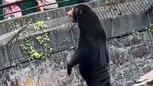 Človek prezlečený za medveďa? Návštevníci zoo obviňujú vedenie