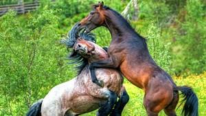 Deti z Giraltoviec ostali bez koníkov, ukradili ich