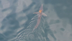 Nezvyčajné priateľstvo: Chobotnica si na chrbte žraloka vychutnávala jazdu