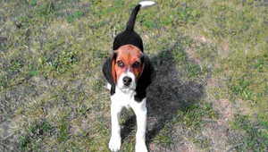 V Krásne nad Kysucou sa stratil bígl Marvel, pomôžte ho nájsť!