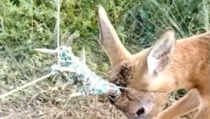 VIDEO: Náhodní okoloidúci našli bezradného srnca uväzneného v elektrickom ohradníku