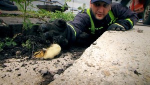 Netradičná záchranná akcia. Hasiči lovili z kanála kačky