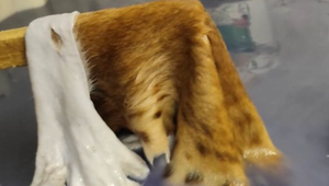 Policajti našli pri domových prehliadkach kože vzácnych zvierat. Väčšina obvinených skončila v cele