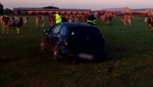 V piatok mu zobrali vodičák, v nedeľu skončil s autom medzi kravami na družstve