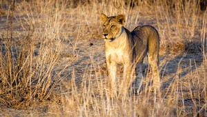 Dánska ZOO plánuje verejnú pitvu mladej levice, nikto ju nechcel