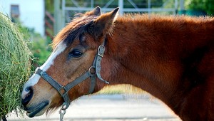 Predali koňa, aby splatili dlh. Potom im pomohli iní