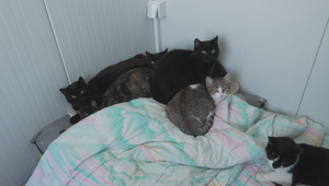 Zvieratá v mrazoch bojujú o život. Pomoc verejnosti je kľúčová