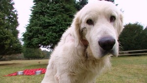 Z poľovníkov zvery! Zippovi strelili do hlavy