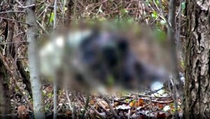 Psov, ktorí usmrtili ornitológa, už utratili