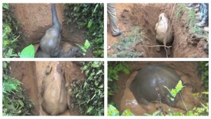 Šľachetná záchrana sloníčaťa dojala SVET, pomáhala celá dedina