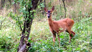 Ľudia v Tatrách nerešpektujú zákaz kŕmenia zveri. Môžu ju aj usmrtiť