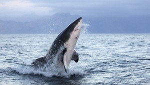 Hazardér: Skočil za žralokom. Ten ho pripravil o nohy!