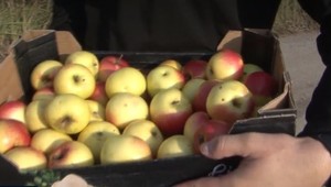 K dôchodkyni prišli s debničkou jabĺk. Odišli s jej úsporami