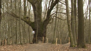 Máme druhý najkrajší strom v Európe