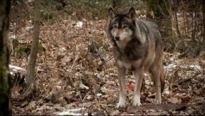 Útoku vlka nezabránila elektrická ohrada ani pastierske psy