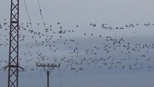 VIDEO: Migrácia vtákov začala, niektoré sa do Afriky ani nedostanú