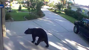 VIDEO: Medveď sa ulakomil na pivo