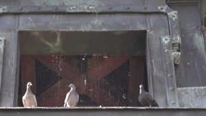 Americká CIA cvičila holuby na tajné misie počas studenej vojny