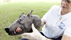 Chupacabra či bratislavská šelma: Mýtické zviera je v každej kultúre