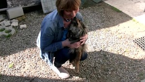 Reťaz pod obojkom vzrastená do krku: Majitelia psíka ho nevedomosťou pomaly zabíjali