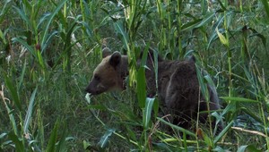 Problém s medveďmi zatiaľ ostáva neriešený, kompetentní hľadajú možnosti